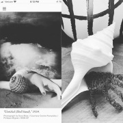 Angela Green (Fort Wayne, Indiana) - "Recreation of Dora Maar's Shell Hand" - Mixed Media, Photography