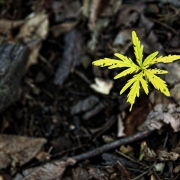 Jim Gabbard (Fort Wayne, Indiana) - "A New Day" - Photography