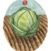 Rebecca Stockert (Fort Wayne, Indiana) - "Cabbage" - Watercolor