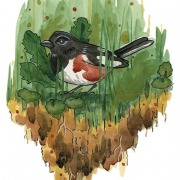 Rebecca Stockert (Fort Wayne, Indiana)  - "Eastern Towhee" - Watercolor