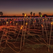 Sharmalene Gunawardena (Fort Wayne, Indiana) - "Field of Light" - Photography