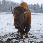 Victoria Geels - "Gentle Giant" - Photography