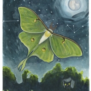 Rebecca Stockert (Fort Wayne, Indiana) - "Luna Moth" - Watercolor