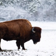 Victoria Geels - "Winter Beast" - Photography