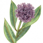 Rebecca Stockert (Fort Wayne, Indiana) - "Milkweed Flower" - Watercolor