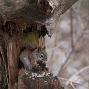 Victoria Geels - "Squirrel" - Photography