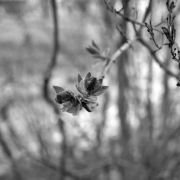 Stephanie Wysong (Indiana) - "Budding" - Photography